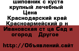 шиповник с куста крупный лечебный › Цена ­ 100 - Краснодарский край, Красноармейский р-н, Ивановская ст-ца Сад и огород » Другое   